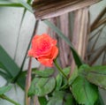 Beautiful rose flower blooming in branch of green leaves plant growing in garden, nature photography, gardening background Royalty Free Stock Photo