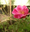 Beautiful rose flower blooming, closeup of petals pattern background with vignettes frame, nature photography