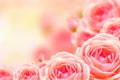 Beautiful rose flower and blur background.