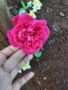 Beautiful rose flower, bunga mawar merah muda