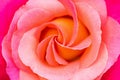 Beautiful rose flower close-up. Live flower of pink color. Floral natural background Royalty Free Stock Photo