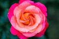 Beautiful rose flower close-up. Live flower of pink color. Floral natural background Royalty Free Stock Photo