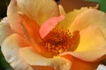 Delicate Tea Rose with yellow orange petals Royalty Free Stock Photo