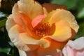 Delicate Tea Rose with yellow orange petals Royalty Free Stock Photo