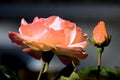 Beautiful rose flower covered with dew drops in the early morning in a summer garden Royalty Free Stock Photo