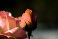 Beautiful rose flower in the early morning covered with dew drops in a summer garden Royalty Free Stock Photo