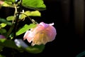 Beautiful rose flower in the early morning covered with dew drops in a summer garden Royalty Free Stock Photo