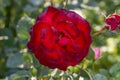 Beautiful rose flower in garden. Colourful roses flower.