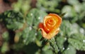 Beautiful rose flower in the garden after the rain, small depth of field, with drops of rain and great bokeh Royalty Free Stock Photo