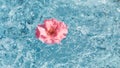 beautiful rose flower of pink color on the water surface. splashes, drops and waves in the blue pool. long festive banner with Royalty Free Stock Photo