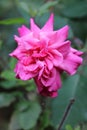 Beautiful Rose Flower... Pink colour Royalty Free Stock Photo