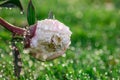 Beautiful rose flower with raindrops on the petals, drops on the leaves, after the rain, pink rose space for text