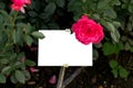 Beautiful rose flower \