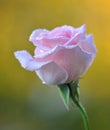 Beautiful rose flower with water drops and nice detail