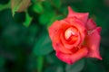Beautiful rose flowers blooming,Macro Royalty Free Stock Photo