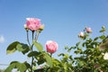 Beautiful pink rose flowers and blue sky