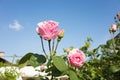 Beautiful pink rose flowers and blue sky