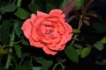 Beautiful Rose flowers in the Gardeen