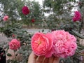 Beautiful rose flowers gardern Royalty Free Stock Photo