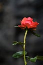 Beautiful Rose flowers after rain morning Royalty Free Stock Photo