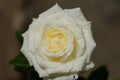 Beautiful Rose flowers after rain morning