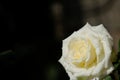 Beautiful Rose flowers after rain morning