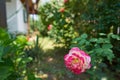 A beautiful rose in a garden and in background a little house. Royalty Free Stock Photo