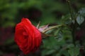 Beautiful rose in the garden