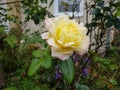 Beautiful rose in the garden at Heusenstamm in Germany. Royalty Free Stock Photo