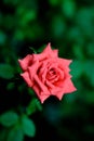 Beautiful Rose in the garden Royalty Free Stock Photo