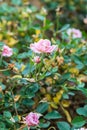 Beautiful rose in the garden