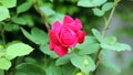 Beautiful rose in garden, pink and red flower with green background. Royalty Free Stock Photo