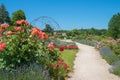 beautiful rose garden with walkway, park landscape Gstadt