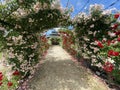 Beautiful Rose Garen in the Esterhazy Castle in Fertod near to Sopron Hungary Royalty Free Stock Photo