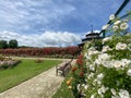 Beautiful Rose Garen in the Esterhazy Castle in Fertod near to Sopron Hungary Royalty Free Stock Photo