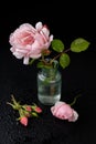 Beautiful rose in a glass vase. Beautiful flower from home garden on a dark table Royalty Free Stock Photo