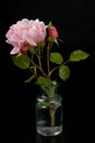 Beautiful rose in a glass vase. Beautiful flower from home garden on a dark table Royalty Free Stock Photo