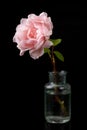 Beautiful rose in a glass vase. Beautiful flower from home garden on a dark table Royalty Free Stock Photo