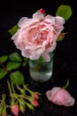 Beautiful rose in a glass vase. Beautiful flower from home garden on a dark table Royalty Free Stock Photo