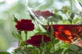 Beautiful rose glass of wine with roses on blurred background. Valentine`s Day. Mothers Day. Romantic gift. Love.