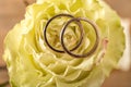 Beautiful rose with golden rings, closeup Royalty Free Stock Photo