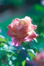 Beautiful rose growing in botanikal garden