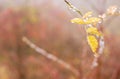 Beautiful rose hip leaves with water droplets Royalty Free Stock Photo