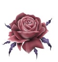 Beautiful rose illustration