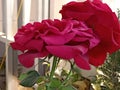 It is a beautiful rose image for the capple, beautiful wallpaper for screen Royalty Free Stock Photo