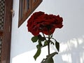 This is a beautiful rose image for the wallpaper and screen Royalty Free Stock Photo