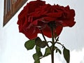 This is a beautiful rose image for the wallpaper and screen Royalty Free Stock Photo