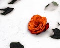 A beautiful rose lies surrounded by leaves Royalty Free Stock Photo