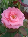 Beautiful rose like cute kid