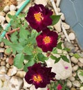 Beautiful rose, maroon coloured